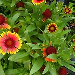 Frank's In * Dresden