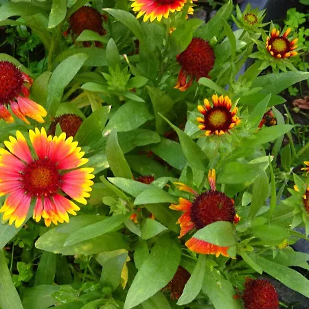 Frank's In * Δρέσδη