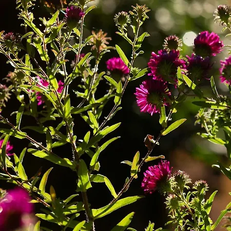 Frank's In Διαμέρισμα Δρέσδη