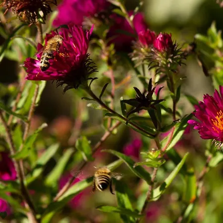 Appartement Frank's In Dresden