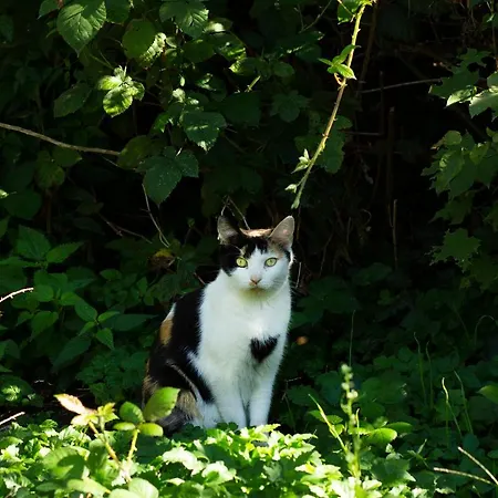 Frank's In Appartement Dresden