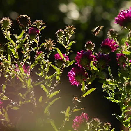 Apartman Frank's In *