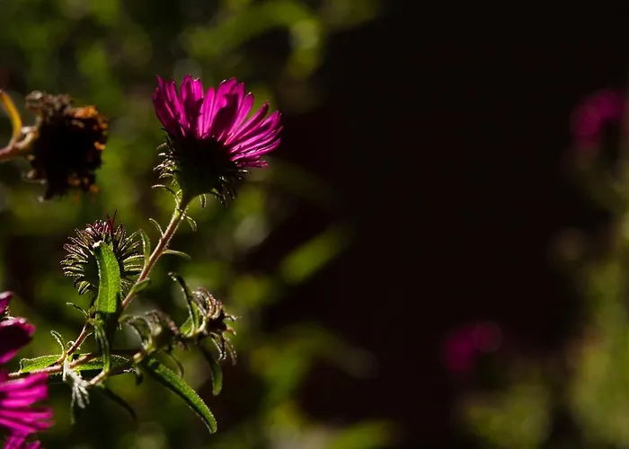 Frank's In * Dresden