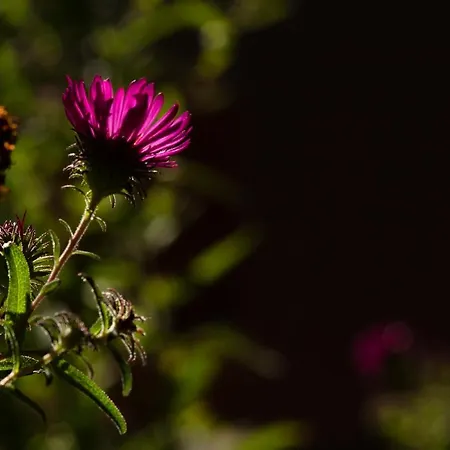 Frank's In * Dresden