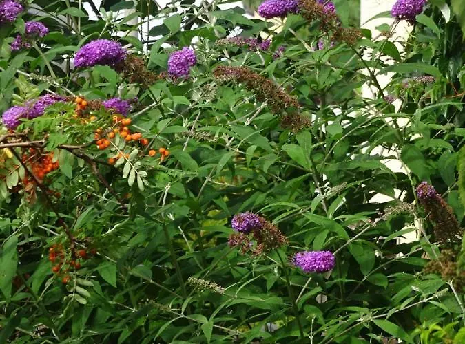 Frank´s In * Dresden