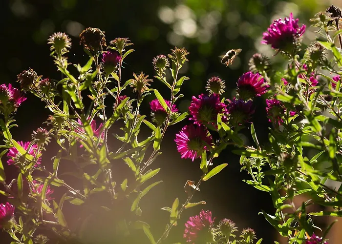 Apartment Frank´s In *