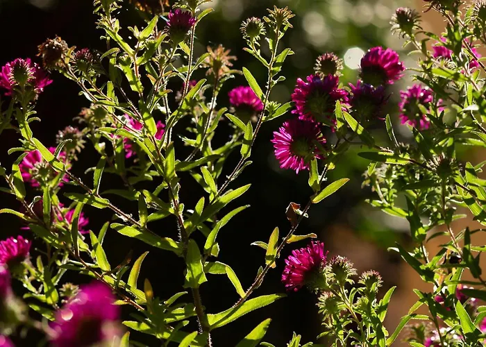 Frank's In Appartamento Dresda