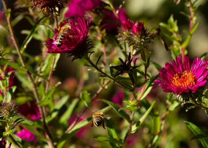 Appartamento Frank's In Dresda